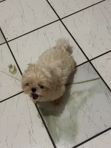 Shih tzu