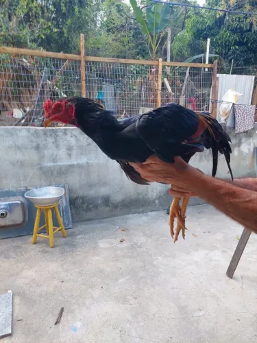 Galo