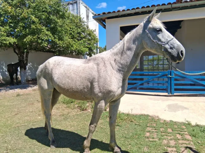 Égua a venda