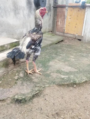 Galo índio gigante 