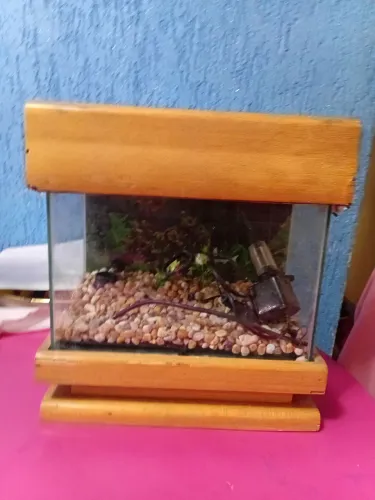 Aquário.
