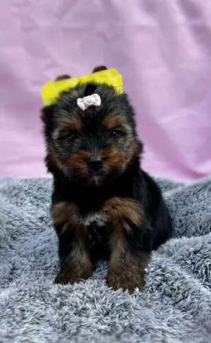 Yorkshire Terrier - Sempre Alegre!