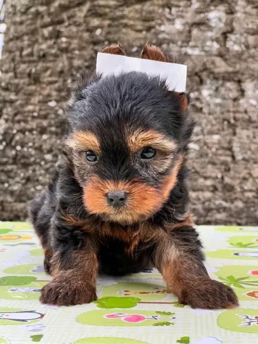 Seu Pequeno Companheiro Pode Ser Seu Yorkshire em 12x Sem Juro