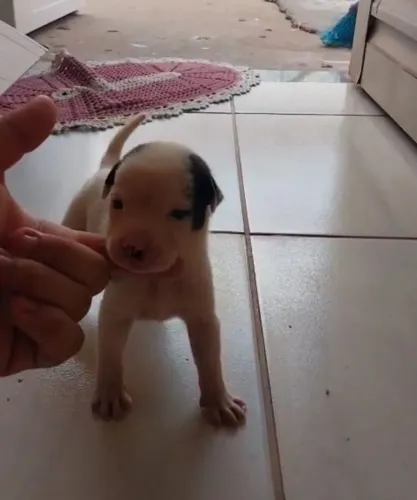 FILHOTE DE PITBULL