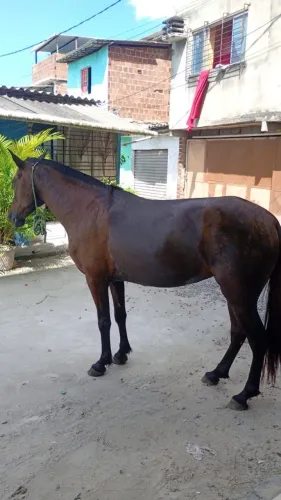 Cavalo
