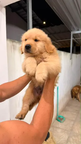 Golden retriever cachorro, spitz, shitszu shih tzu, labrador, poodle, pastor alemão, belga