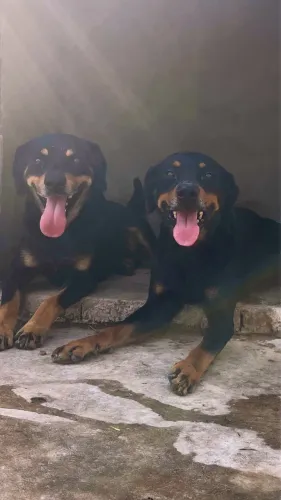 Doação Rottweilers Adultos 