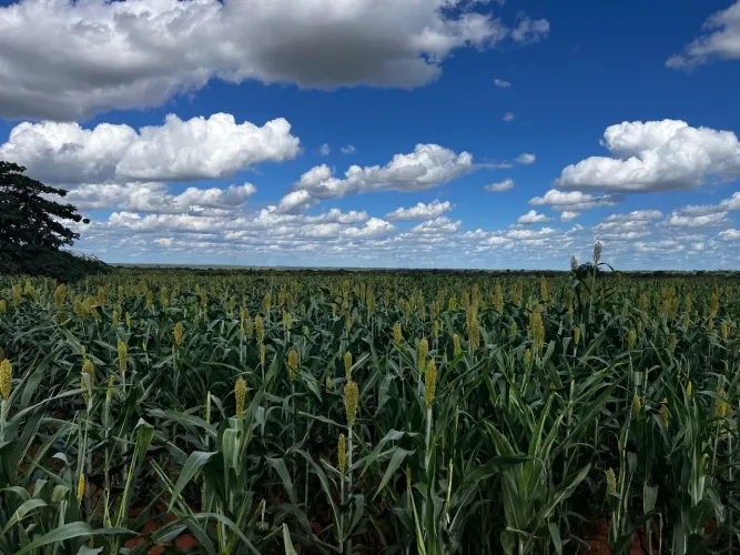 silagem de sorgo