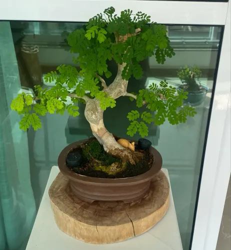 Bonsai de Piteco 