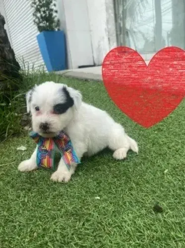 Shitzu com poodles fofinhos