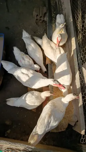 Patos