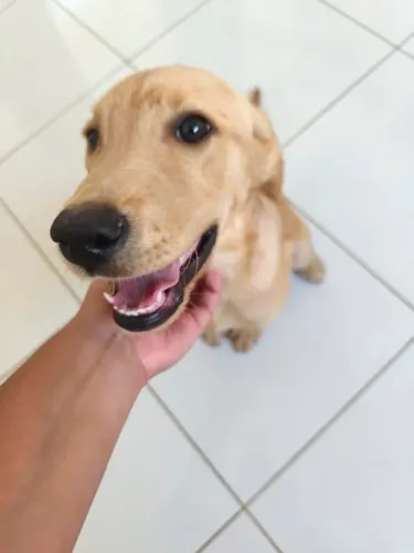 Vendo filhotes de Labradores puros