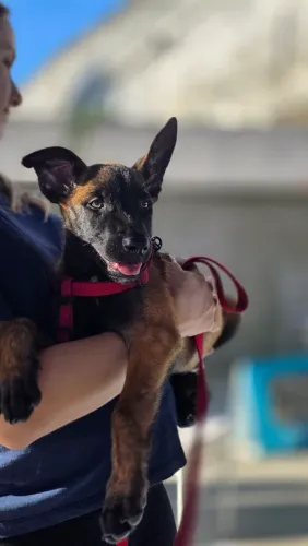 Filhotes de Pastor Belga Malinois com Pedigree CBKC Opcional