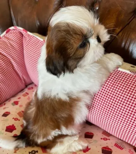 Shihtzu Mini Filhotes Excelente Comportamento. 