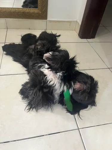 ? ADOÇÃO OU LAR TEMPORÁRIO ? SHIH TZU