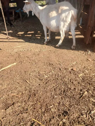 Vendo 2 cabras e um bode Reprodutor preço a combinar