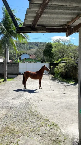 Potranca 