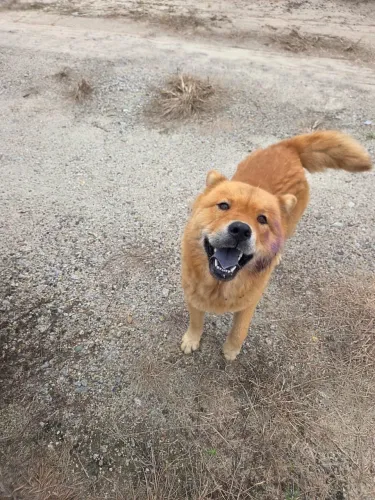 Chow chow fêmea adoção 