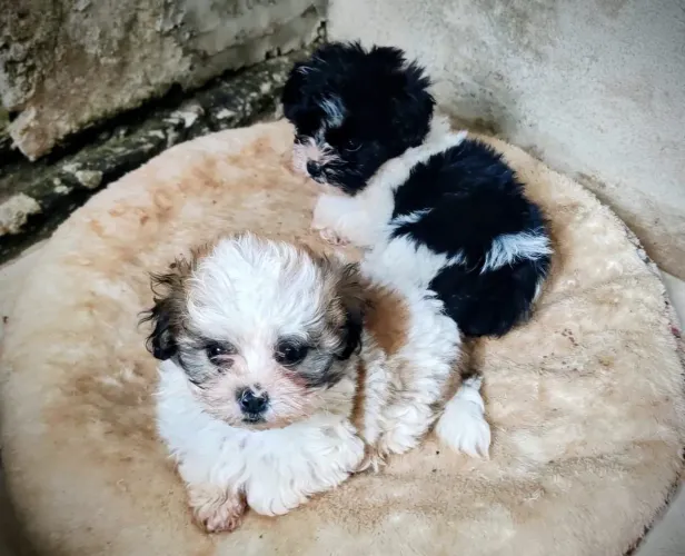 Lindos Filhotes de Shih Tzu- 60 Dias