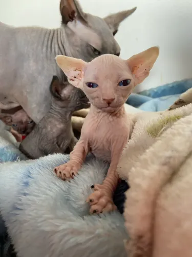 Filhotes de Sphynx