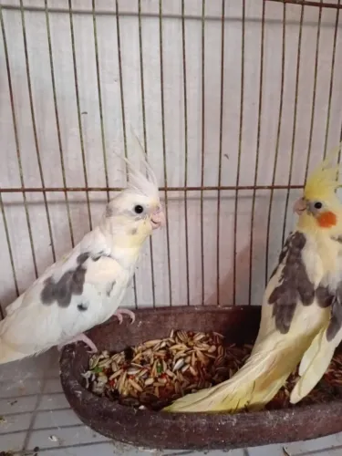 Gaiola está com 3 mês