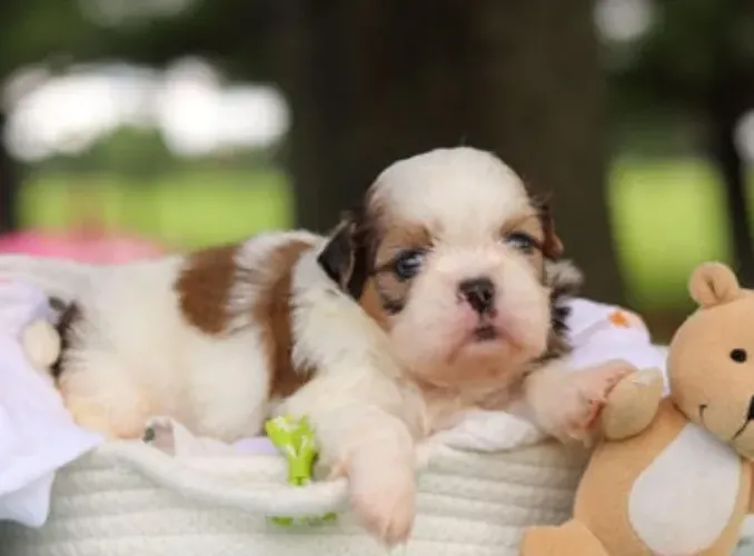 Shihtzu Filhotes Miniaturas Lindíssimos.