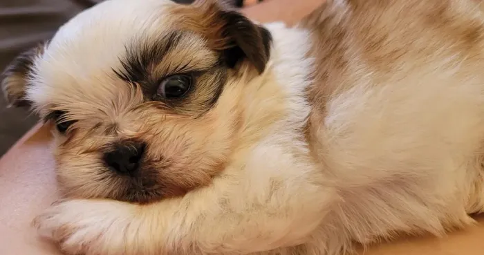 Shihtzu macho