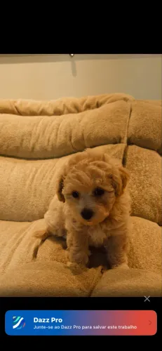 Poodle Toy à venda