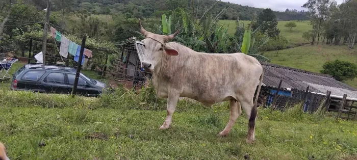Novilha de primeira cria 