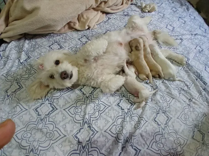 Poodle thoy