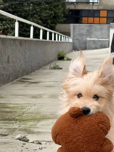 Doação de cachorro