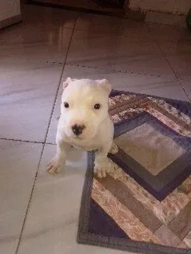 Vendo filhote de Pitbull de raça pura!