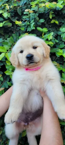 Golden Retriever,Golden Retriever Filhote Selecionado Alta Procedência
