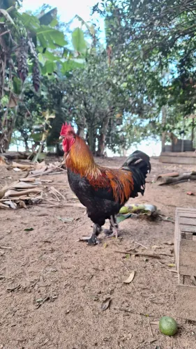 Galos Marans (troco por galinhas)