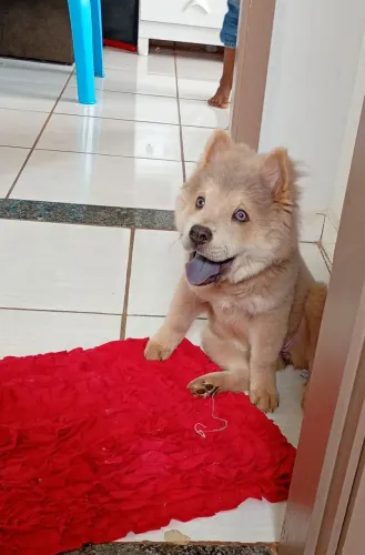 Cachorro