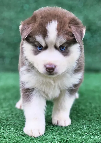 Husky siberiano alta linhagem wooly 