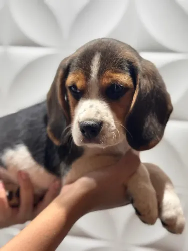 beagle lindo