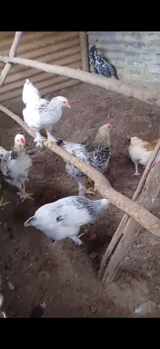 Frangos brahma