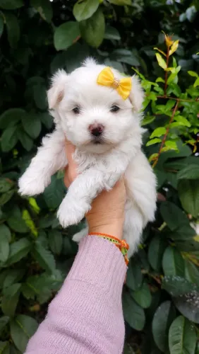 Maltês fêmea mini baby face