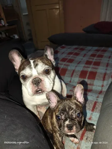 Buldogue fêmea tigrada 