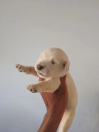 Golden bebe macho e fêmea