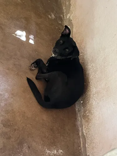 Cadela a doação