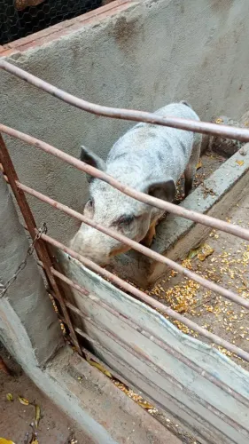 Vendo porcos 