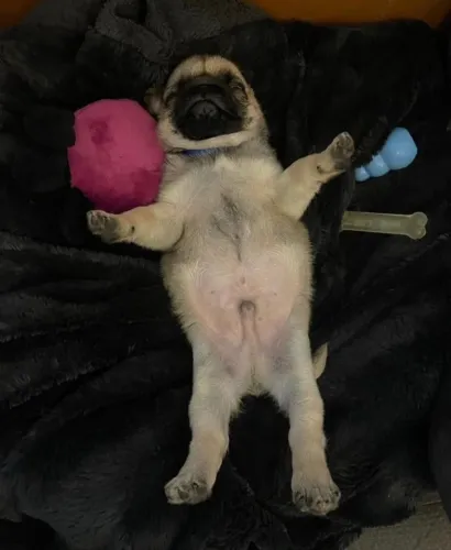 Filhotes de Pug | Amor que conquista no olhar.