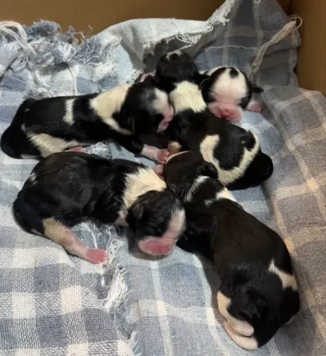 FILHOTES DE SHIH TZU PURO DISPONÍVEIS