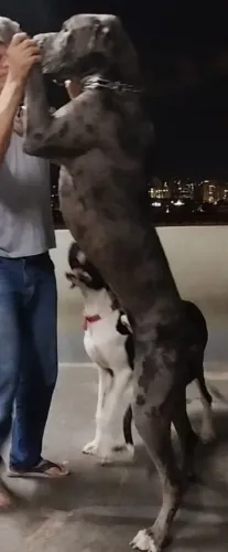 Dog alemão adulto