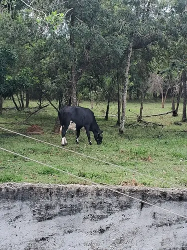 Novilhas, vacas 