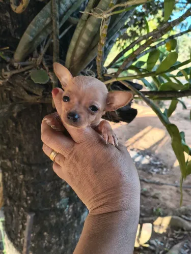 Pinscher zero