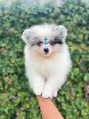 Lulu Da Pomerania