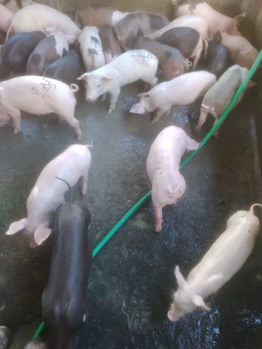 Bacurinhos e leitões
